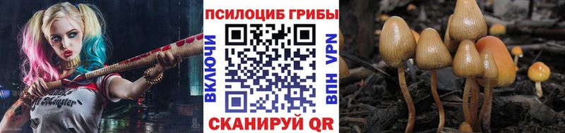 купить  цена  Истра  Галлюциногенные грибы Cubensis 